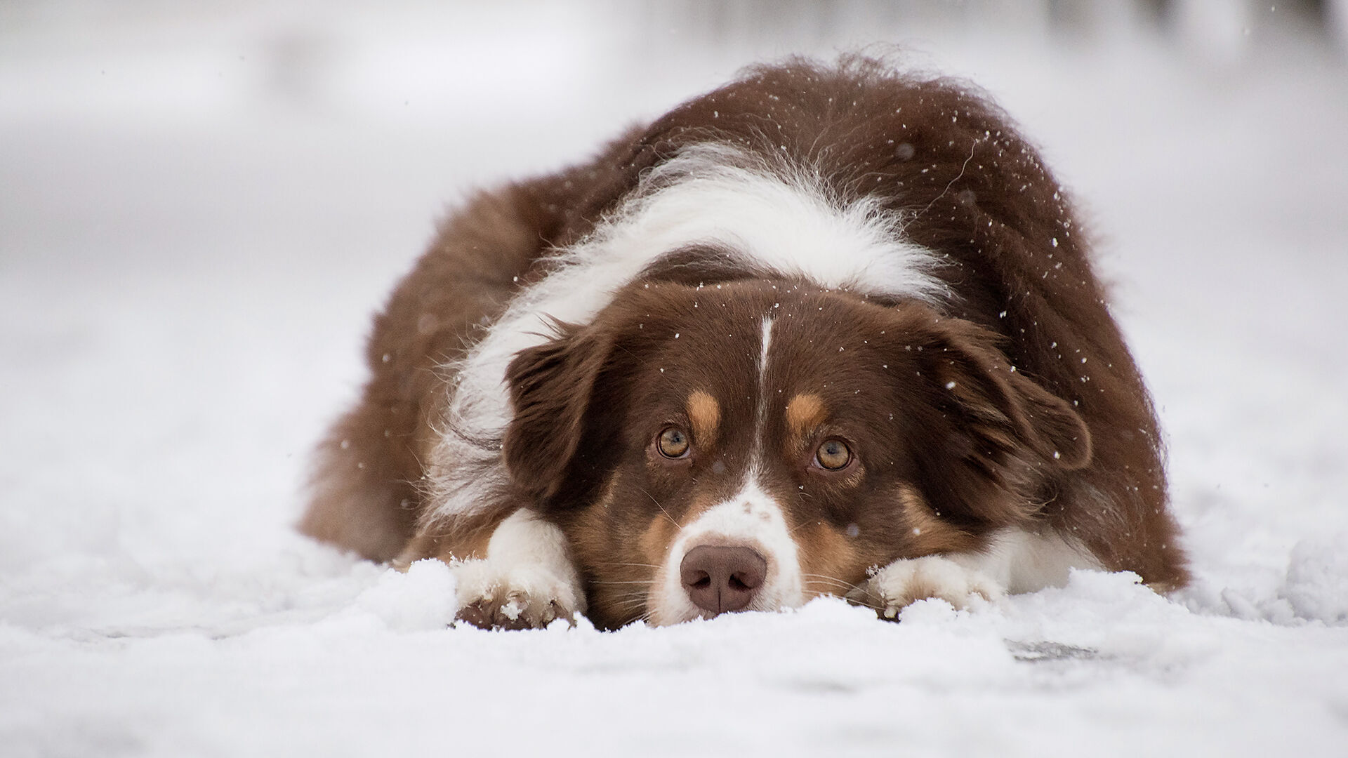Pet owners advised to keep pet indoors, use caution with incoming cold weather